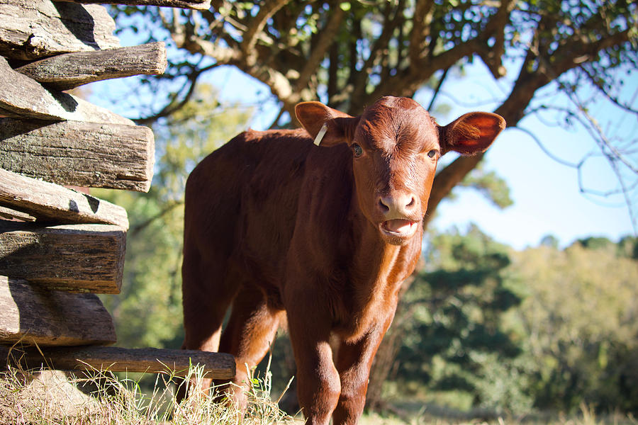 Red Devon Calf Chewing by Rachel Morrison Red Devon Calf Chewing by Rachel Morrison