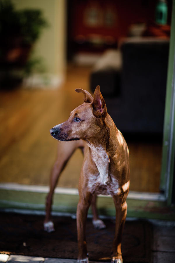 Dog Photograph - Red Dog Standing On Front Stoop Looking Out by Cavan Images