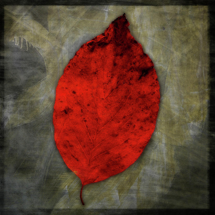 Fall Digital Art - Red Dogwood by John W. Golden
