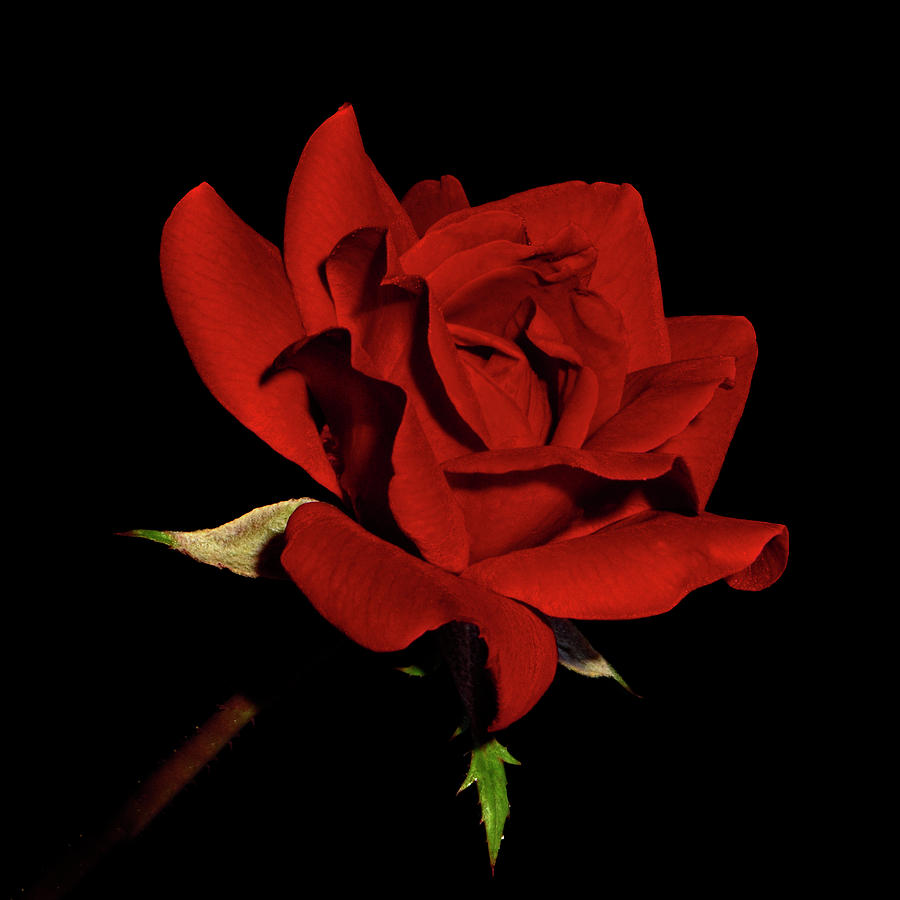 Red Double Knockout Rose 067 Photograph by George Bostian - Pixels