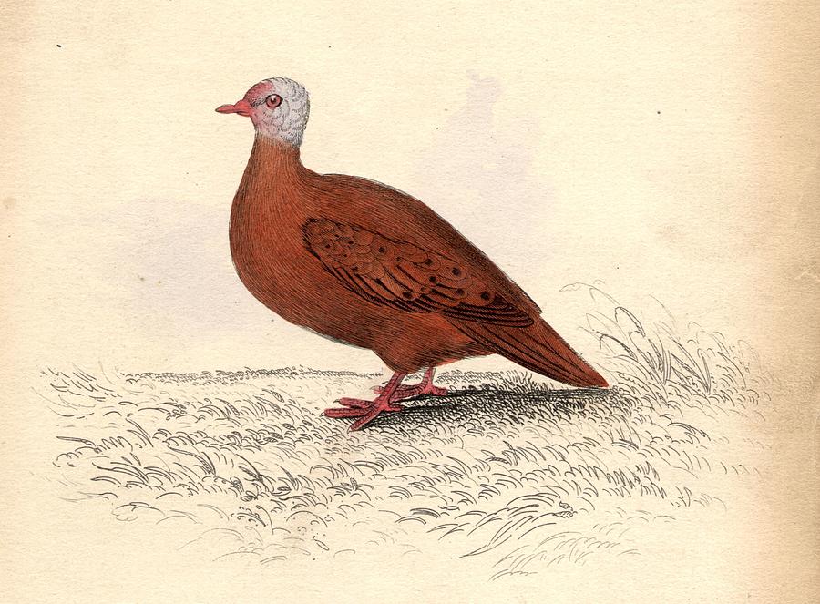 Dove Digital Art - Red Dove by Hulton Archive