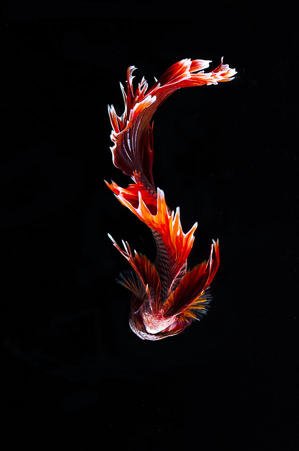Red Dragon Fish Photograph by Andika Jumper