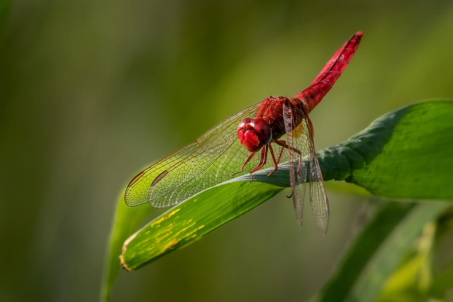 Insects Photograph - Red Dragonfly by Abdelkader  Allam