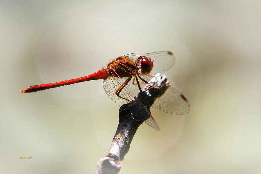 Red Dragonfly Photograph by Christina Rollo