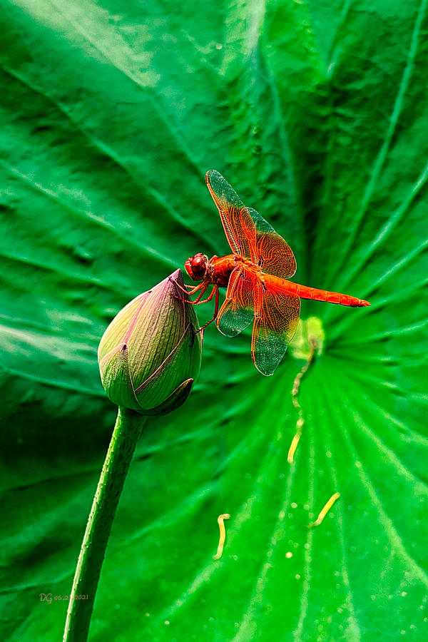 Red Dragonfly Photograph by Danling Gu