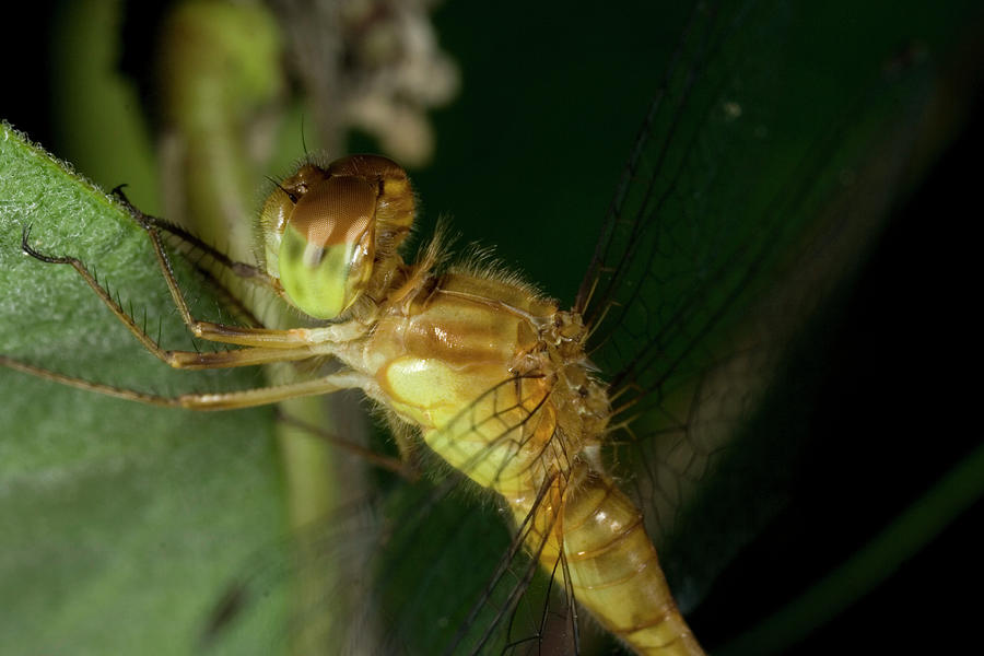 Red Drangonfly 7301001 by Rick Veldman Red Drangonfly 7301001 by Rick Veldman