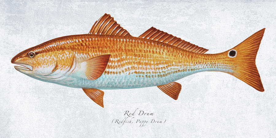 Red Drum Painting - Red Drum Portrait by Guy Crittenden