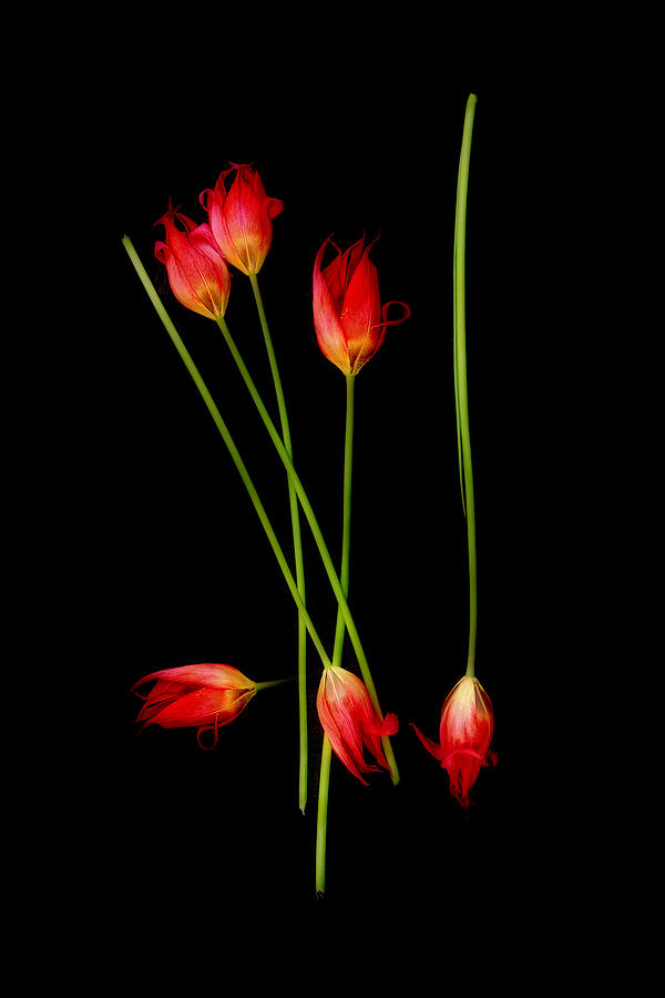 Still Life Photograph - Red Dwarf Tulips by Ludmila Shumilova