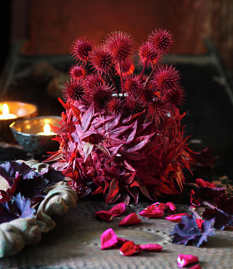 Red-dyed Small Teasel Seed Heads And Japanese Maple Leaves Photograph by Alena Hrbkov