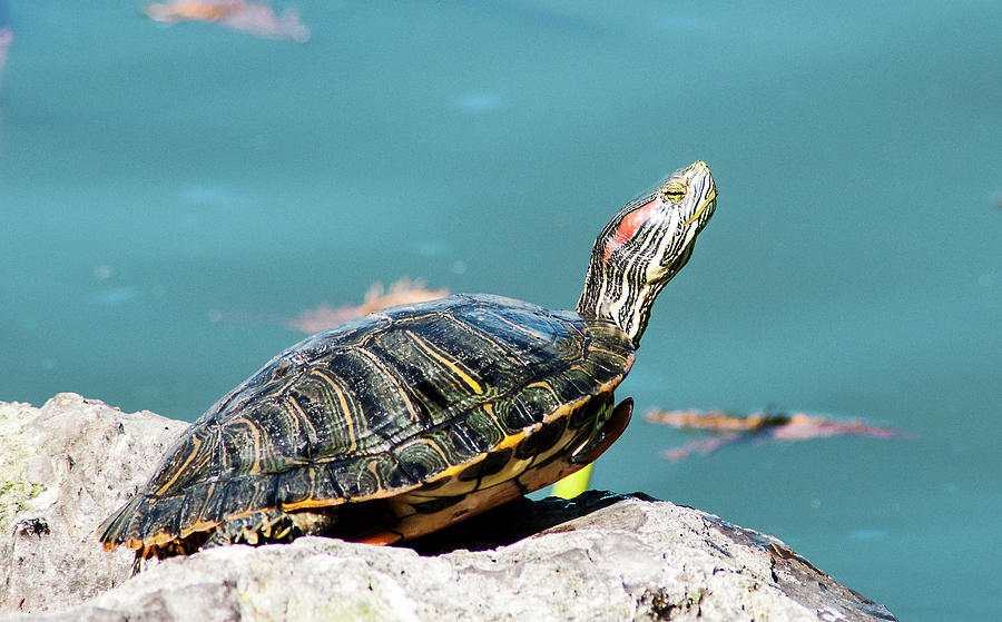 Red-Eared Slider Photograph by Norman Johnson - Fine Art America