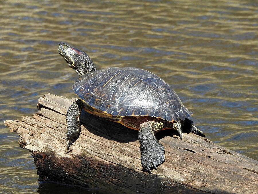 Red-Eared Slider Turtle Basking in CVNP Photograph by Linda Stroud ...