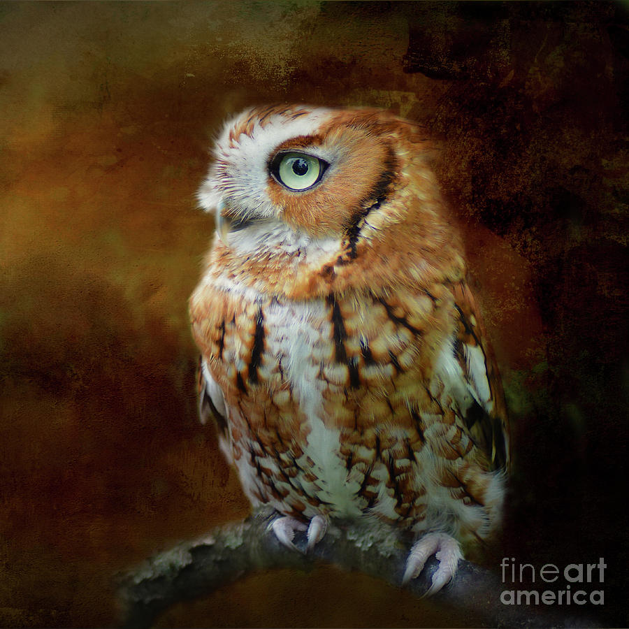 Red Eastern Screech Owl Mixed Media by Kathy Kelly