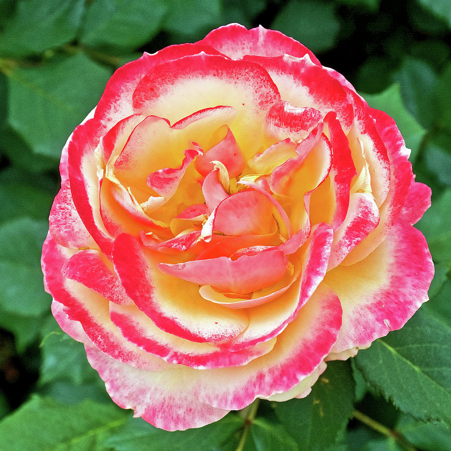 Red-edged White Rose at Pilgrim Place in Claremont, California ...