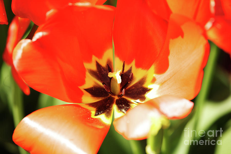 Red Emporer Tulip Photograph by Rich Collins
