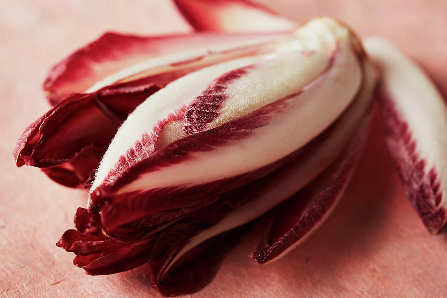 Red Endive Of The Variety Trevisiano close-up Photograph by Kathrin Mccrea