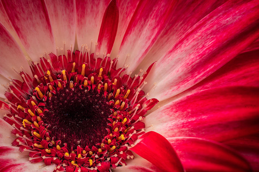 Flowers Still Life Photograph - Red Explosion (or Red Eye Crying) by Taufik Ammouneh Martnez