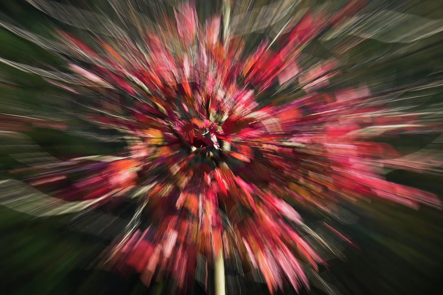 Red Explosion by Yulia Kazansky Red Explosion by Yulia Kazansky