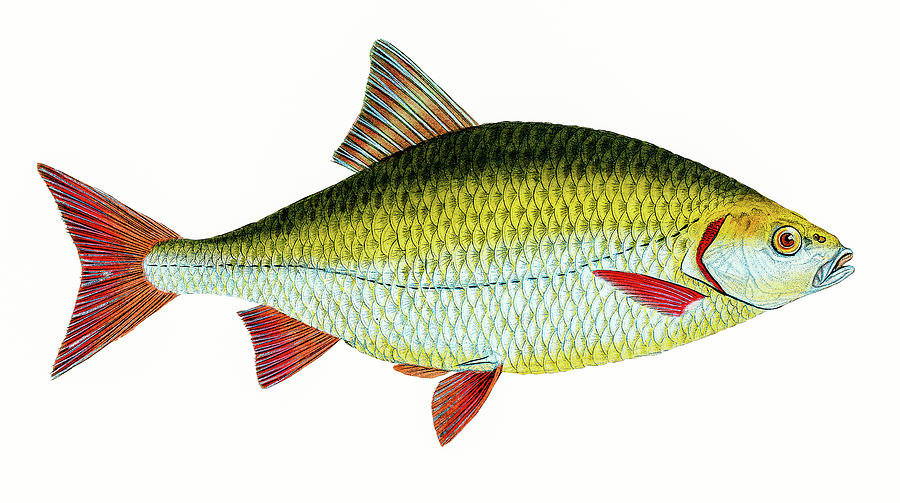 Red Eye Fish Drawing by David Letts