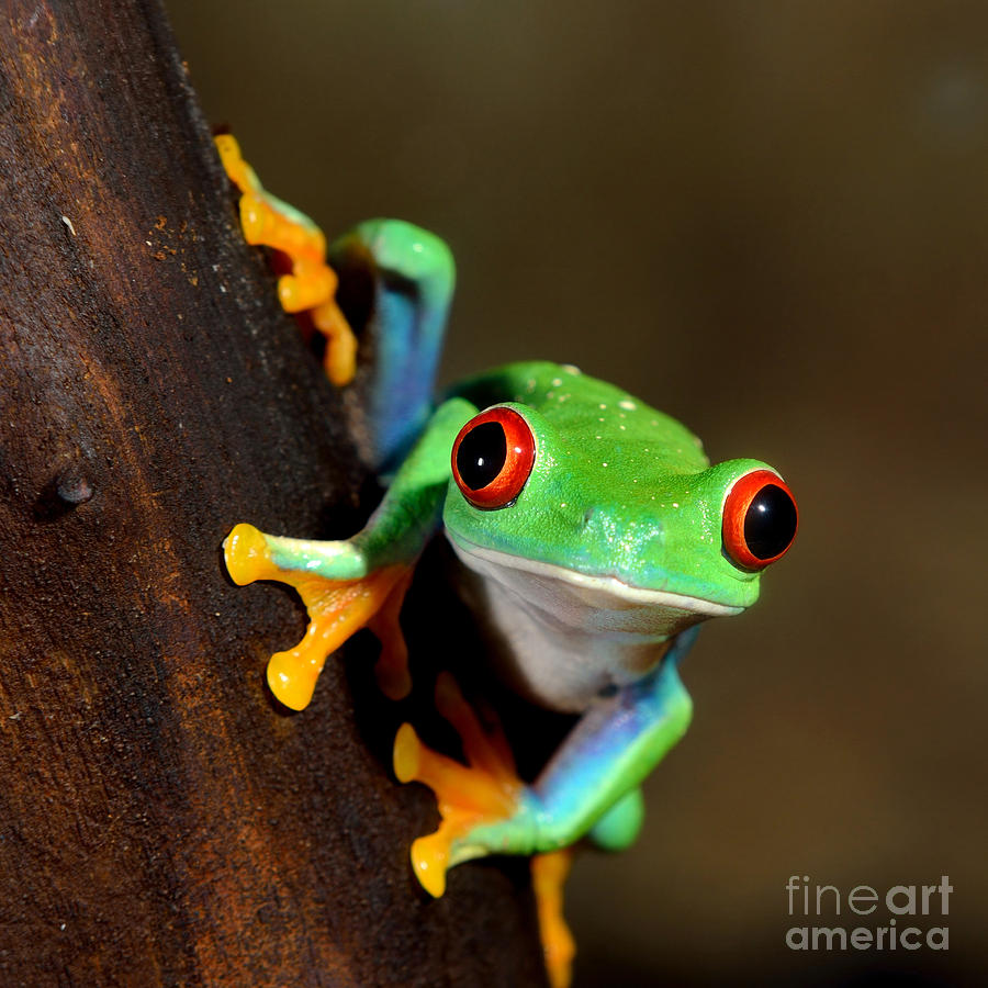 Forest Photograph - Red-eye Frog Agalychnis Callidryas In by Aleksey Stemmer Forest Photograph - Red-eye Frog Agalychnis Callidryas In by Aleksey Stemmer