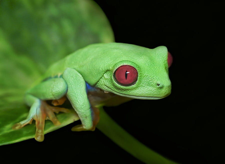Red Eyed Tree Frog Photograph - Red Eye Frog by Ferdinando Valverde