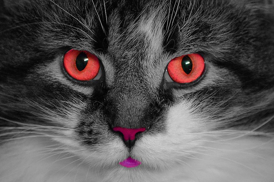 Red Eyed Kitty Photograph by Joan Han