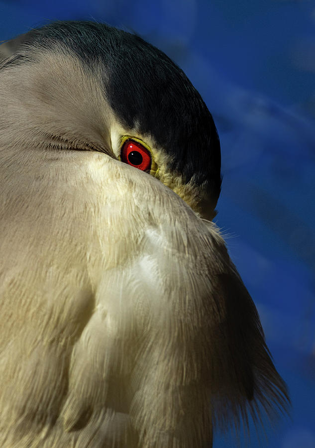 Red Eye Photograph by Rick Mosher