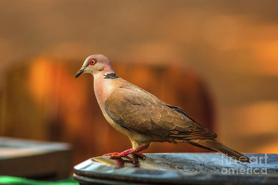 Red Eyed Dove Photograph by Benny Marty