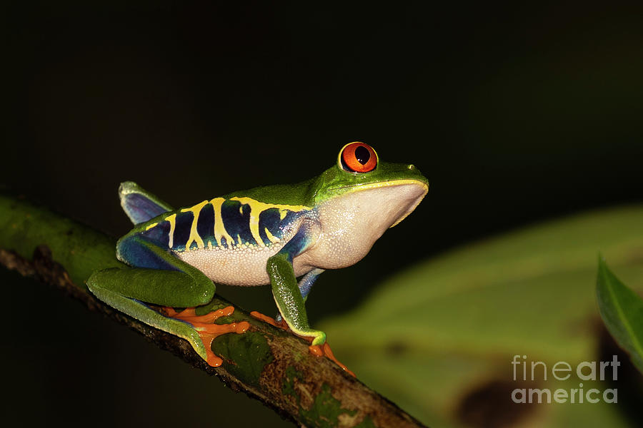 Red Eyed Leaf Frogs Essay