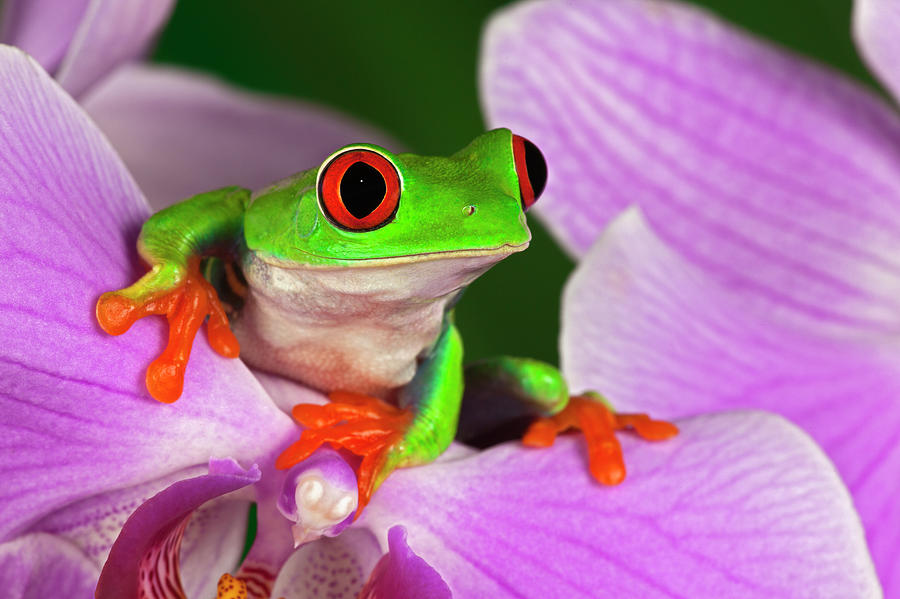 Red-eyed Tree Frog Photograph by Adam Jones