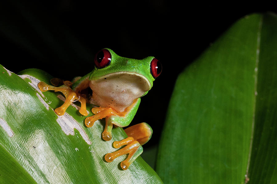 Red-eyed Tree Frog (agalychnis Callidryas), Manuel Antonio National ...