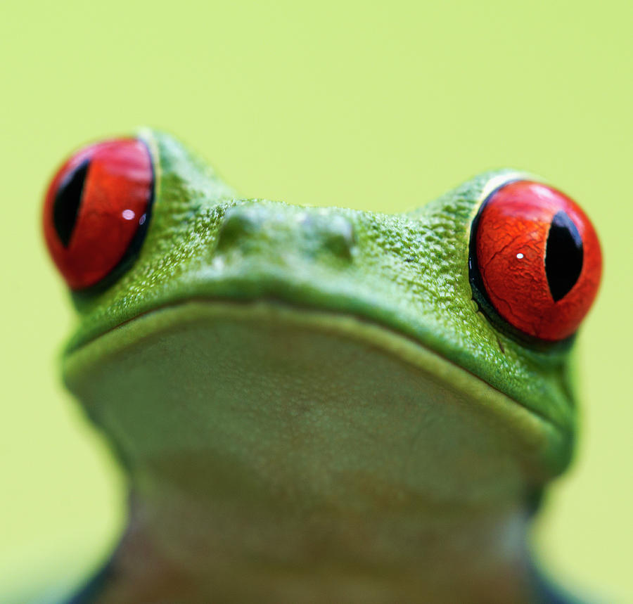 Red Eyed Tree Frog Agalychnis Callidryas Photograph By Peter Lilja Pixels