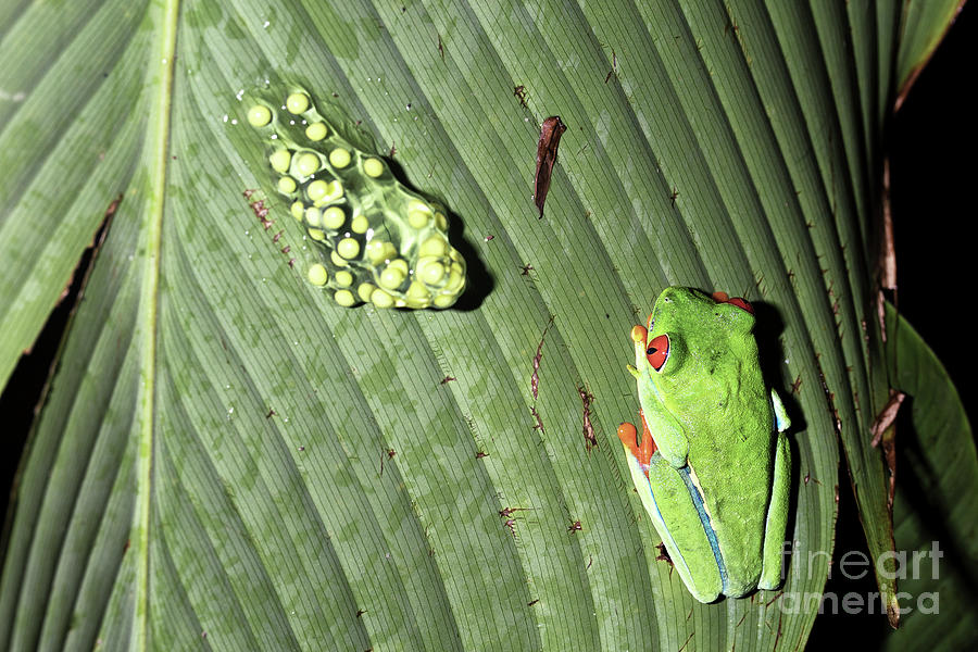 Red-eyed Tree Frog And Eggs Photograph by Nicolas Reusens/science Photo Library