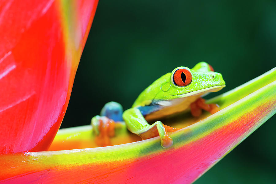 Red-eyed Tree Frog Climbing On Photograph by Pchoui