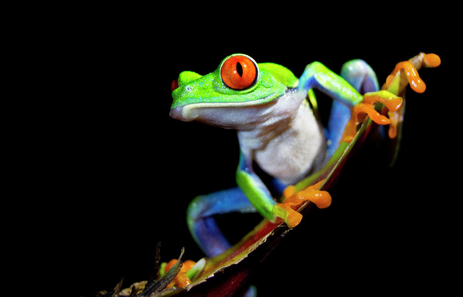 Red-eyed Tree Frog Photograph by Kryssia Campos