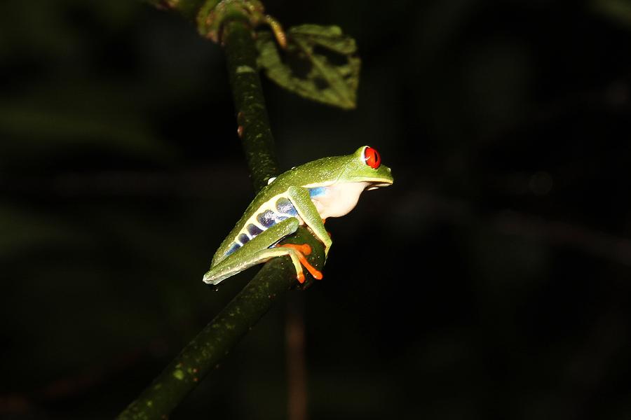 Red-eyed Tree Frog Photograph