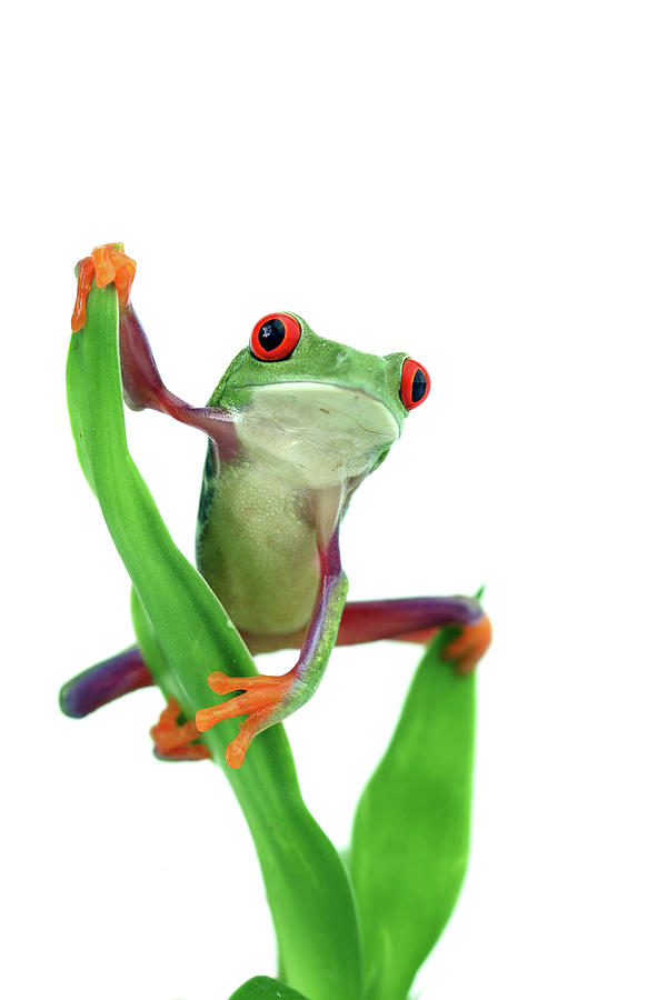 Red-eyed Tree Frog Photograph by Mashabuba
