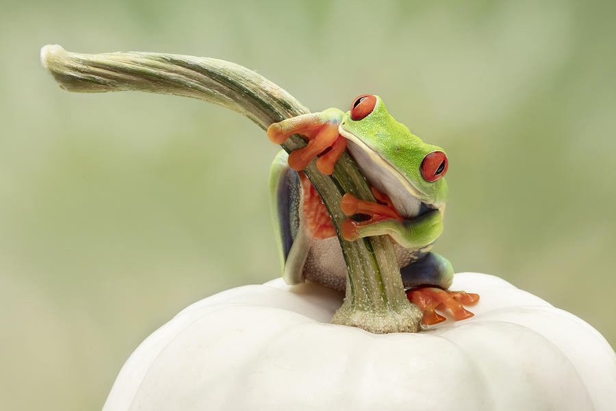 Pumpkin Photograph - Red Eyed Tree Frog On A White Pumpkin by Linda D Lester