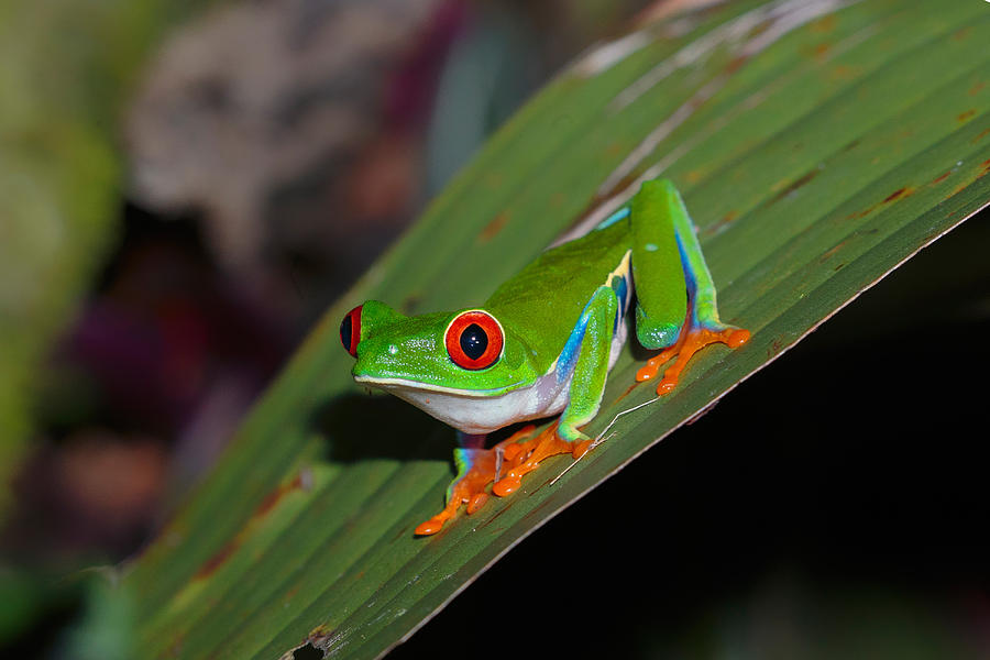 Red Eyed Tree Frog On Its Nocternal Hunt Photograph by James Zipp ...