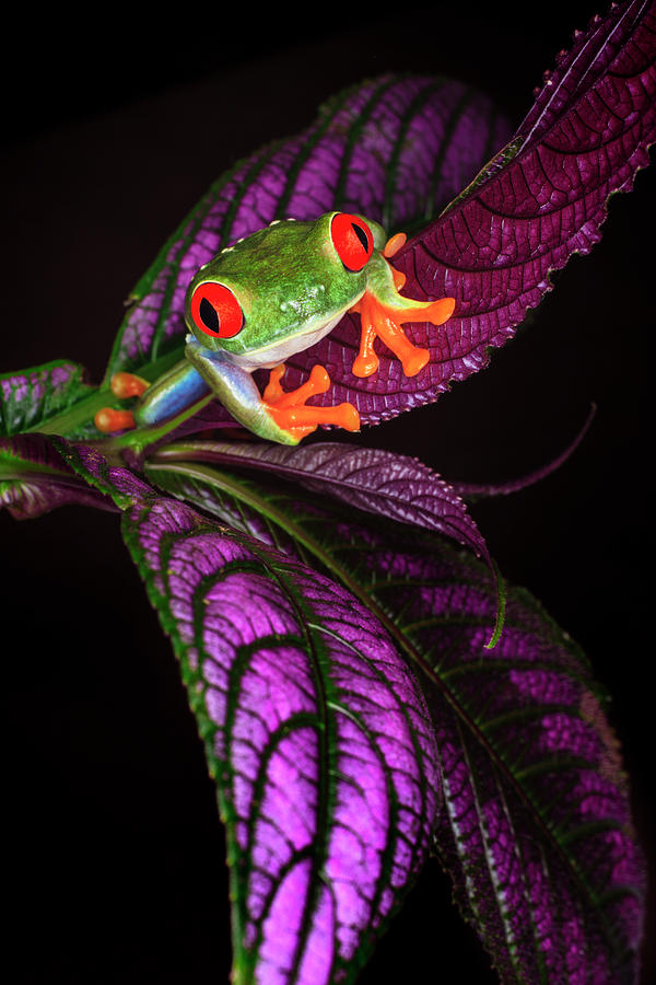 purple red eyed tree frog