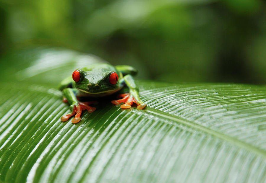 Red-eyed Tree Frog Photograph by Paul Taylor