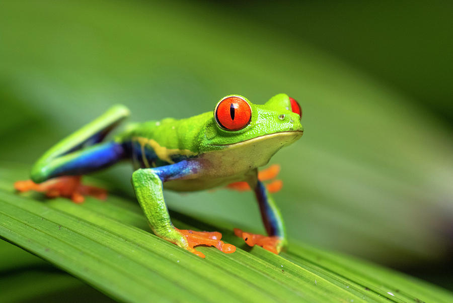 red eyed tree frog jumping