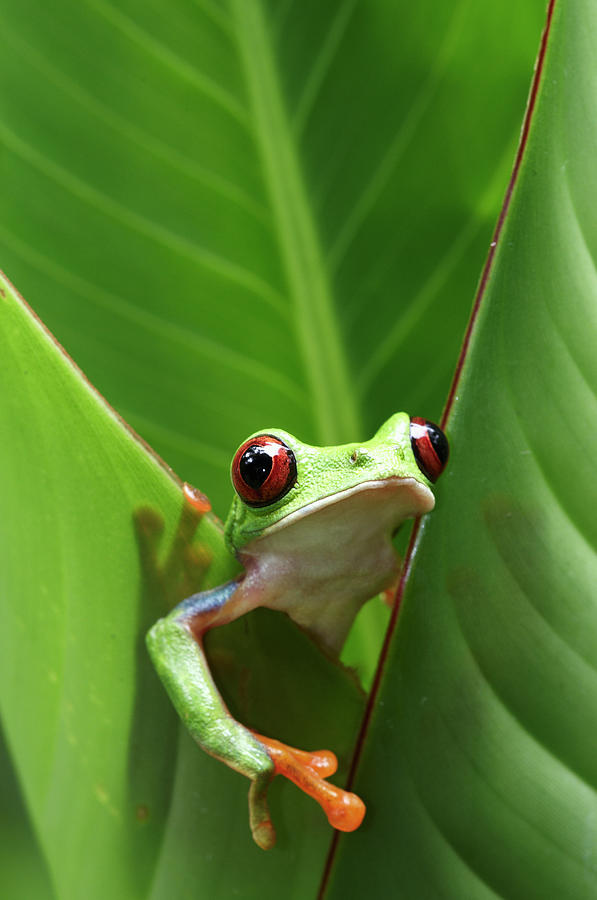 Red-eyed Treefrog Agalychnis Callidryas Photograph by Peter Lilja