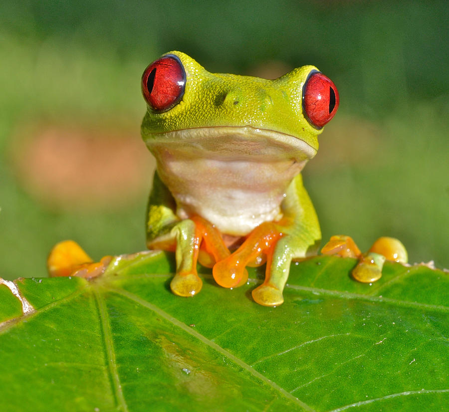 Red-eyed Treefrog Photograph by John Serrao
