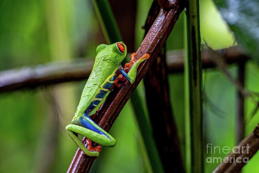 Red-eyed Treefrog Photograph by Photostock-israel/science Photo Library