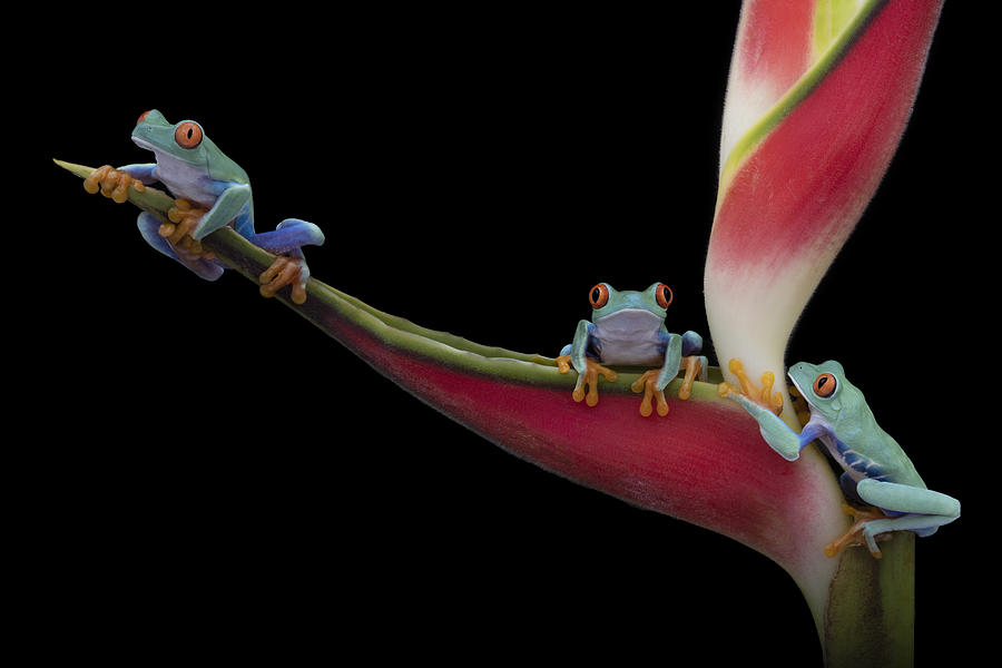 Macro Photograph - Red-eyed Trio In Paradise by Louise Wolbers