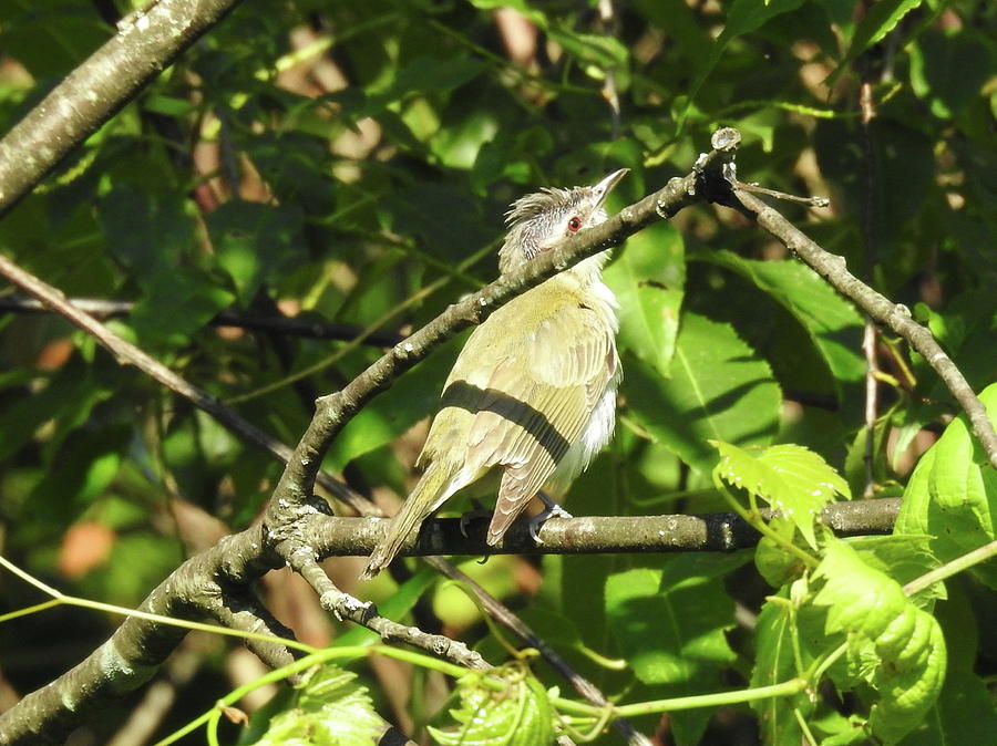 Red-eyed Vireo 2 Photograph by Linda Stroud - Fine Art America