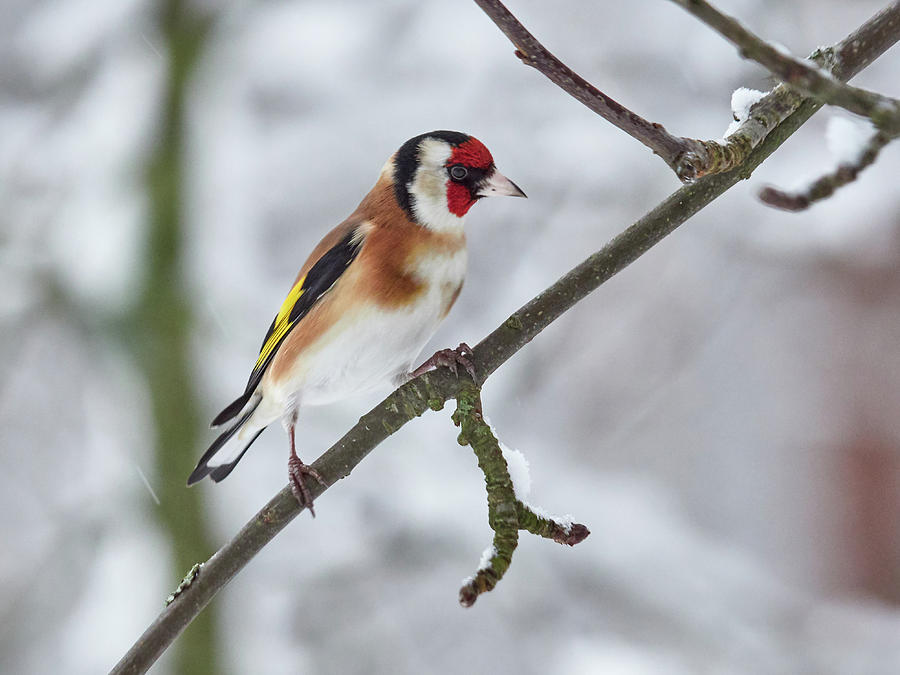 Red face and attitude. European goldfinch Photograph by Jouko Lehto