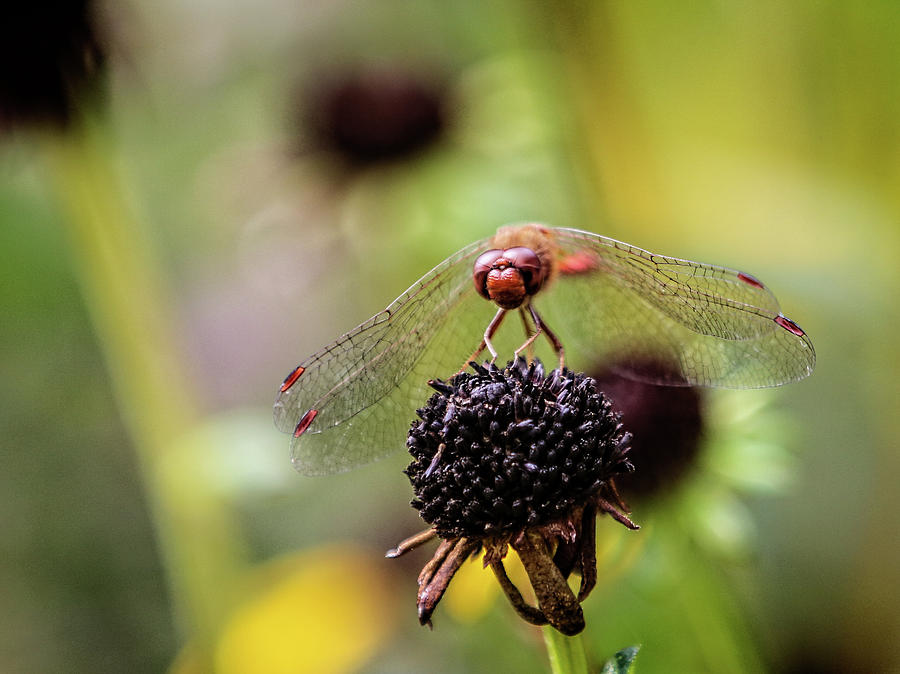 Red Faced Dragonfly Photograph by Pheasant Run Gallery