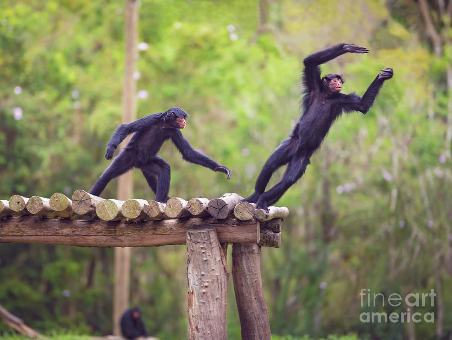 Red-faced Spider Monkeys Photograph by Ktsdesign/sciencephotolibrary