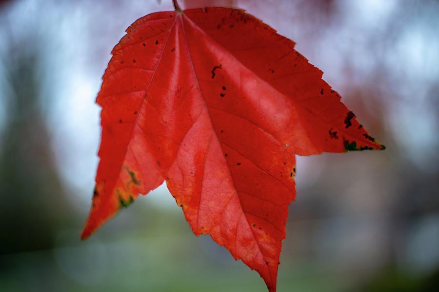 Red Fall Leaf Photograph by Laura Smith